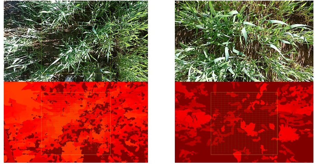 RGB and corresponding depth heatmaps of crop canopies
